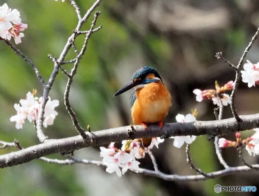 カワセミ594