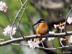 カワセミ594