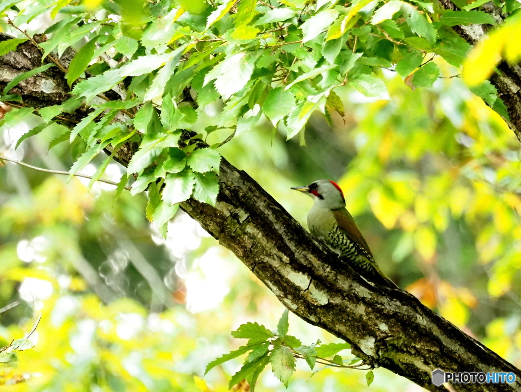 アオゲラ04