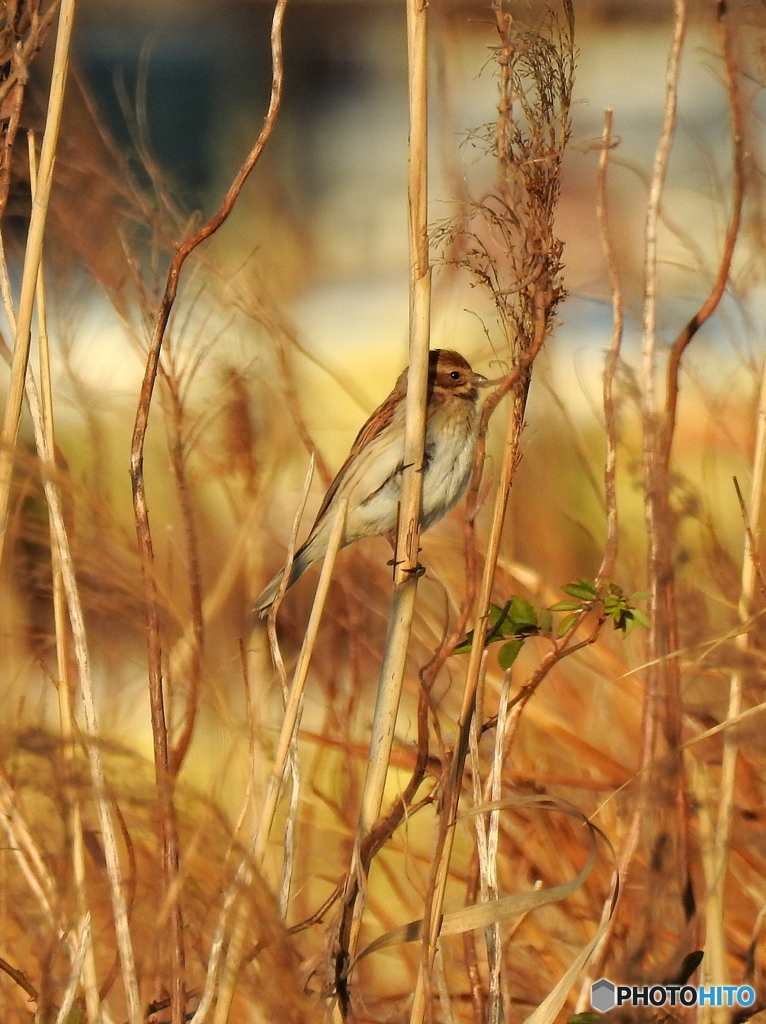 オオジュリン87