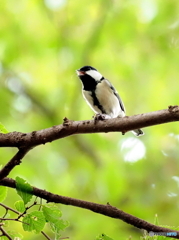 シジュウカラ395