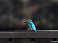 カワセミ323