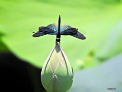 蓮池の蝶トンボ03