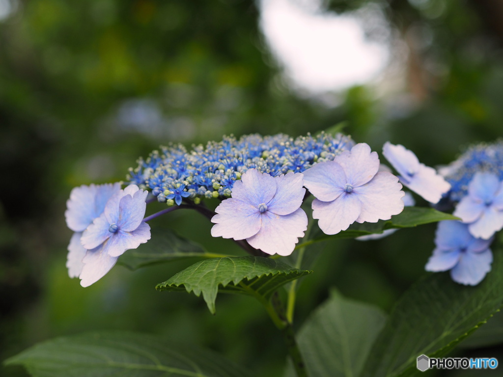 紫陽花20-12