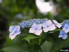 紫陽花20-12
