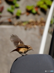 ジョウビタキ29