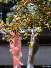 楓25-①