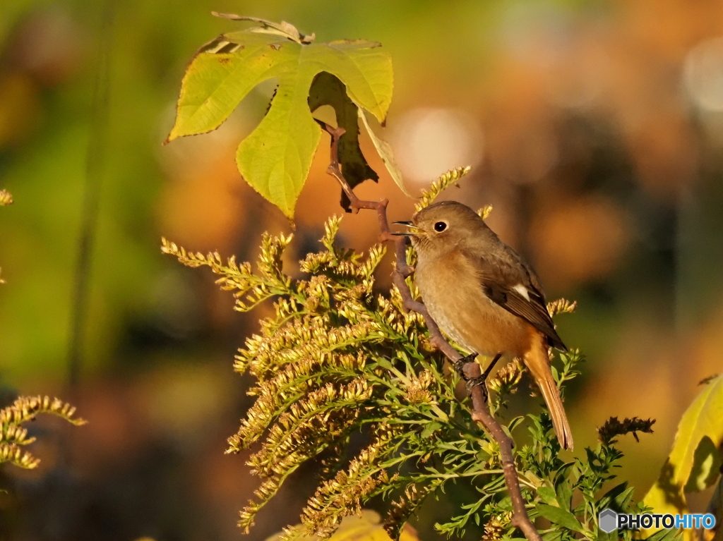 ジョウビタキ359
