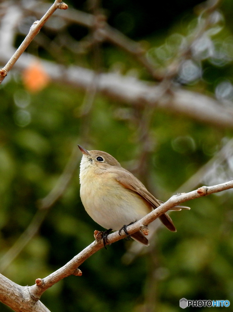 ニシオジロビタキ04