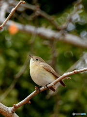 ニシオジロビタキ04