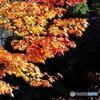 紅葉19-⑦