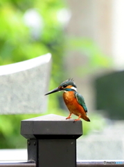 カワセミ619