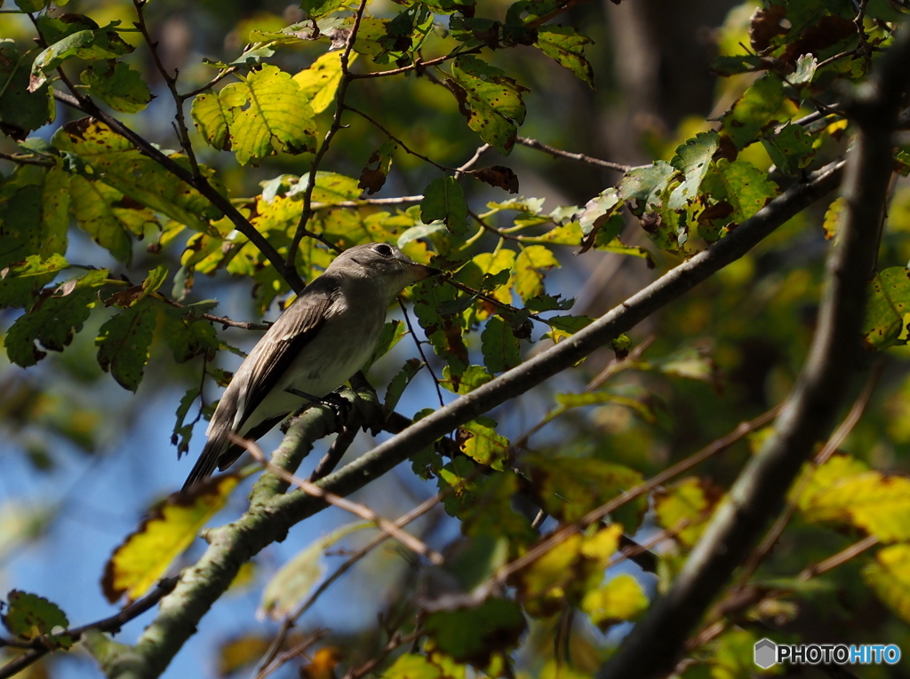 コサメビタキ17