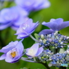 紫陽花21-⑥