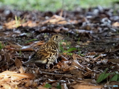 トラツグミ15