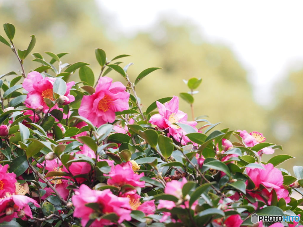 山茶花