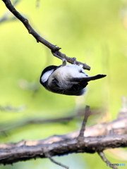シジュウカラ302