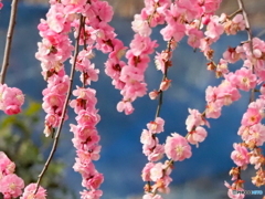 枝垂れ紅梅26-②