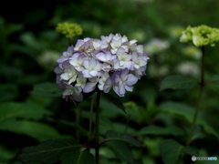 紫陽花21-②