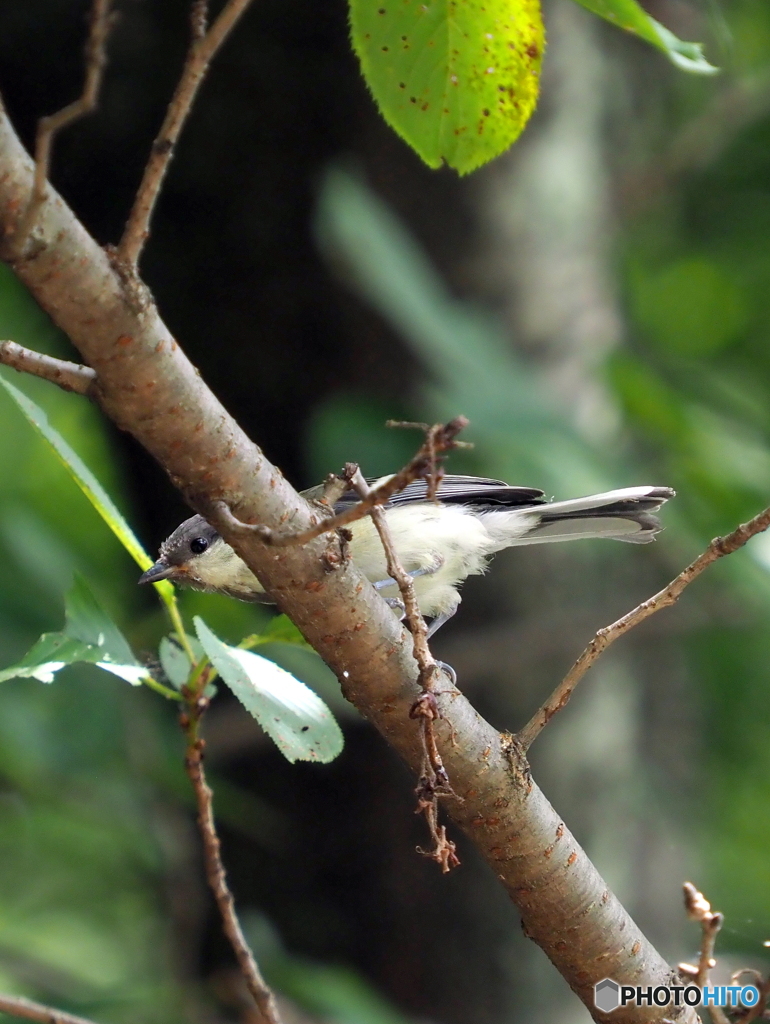 シジュウカラ255