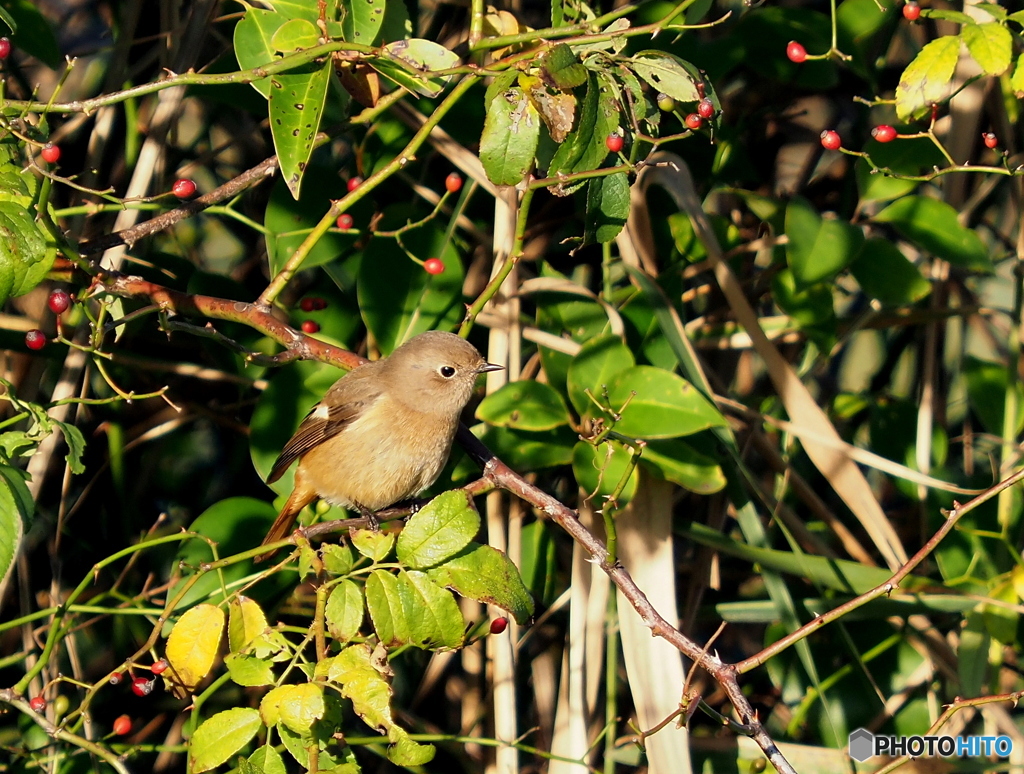ジョウビタキ243