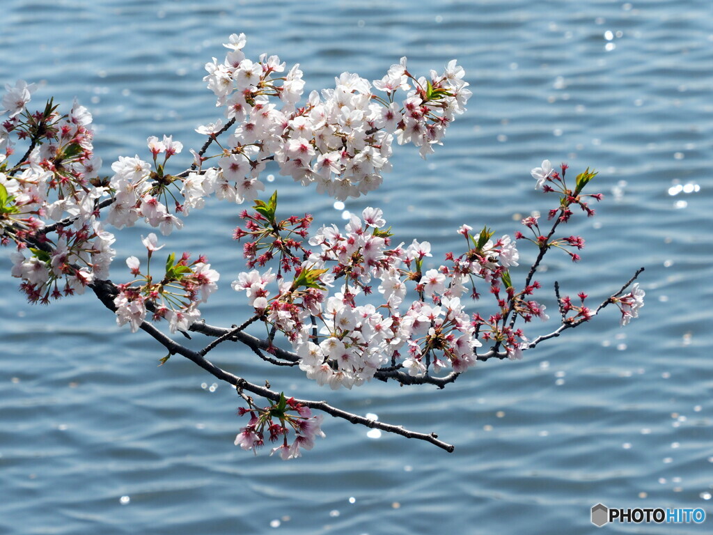 桜20-⑥