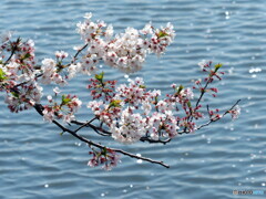 桜20-⑥