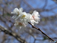 冬桜21-①
