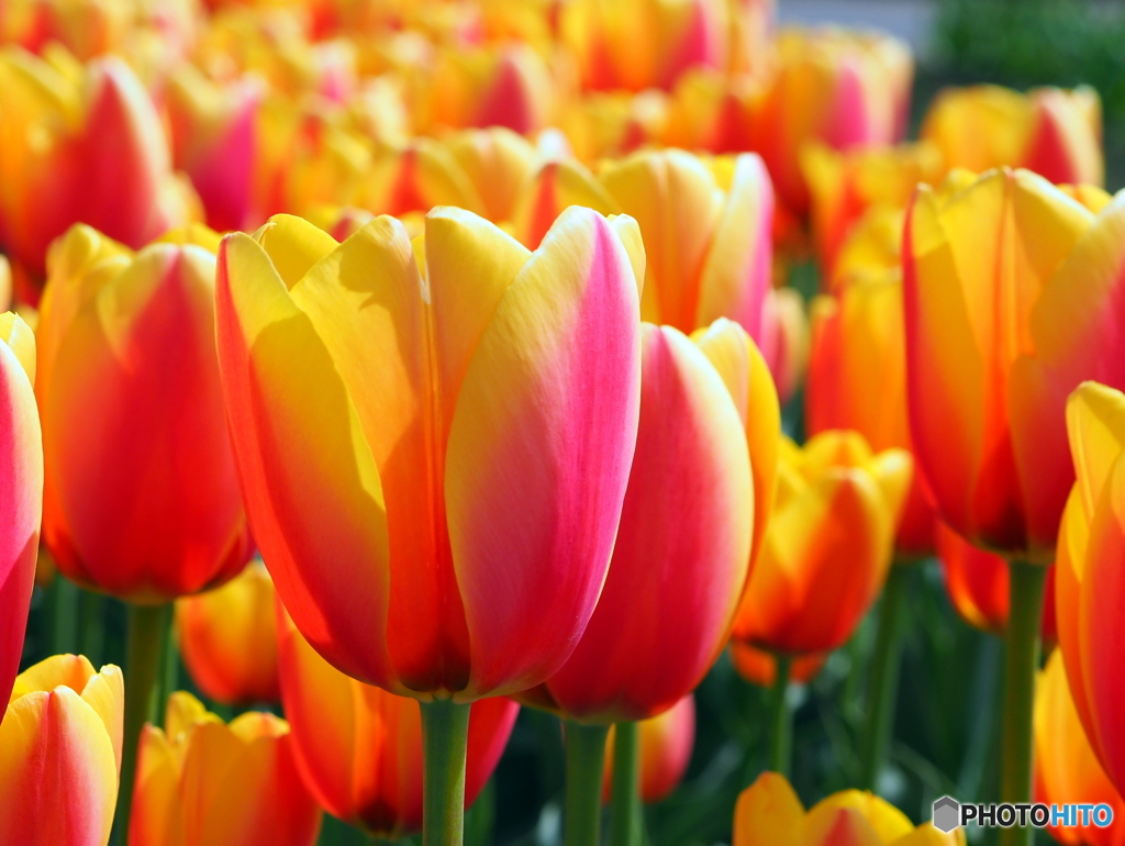 チューリップ21-②