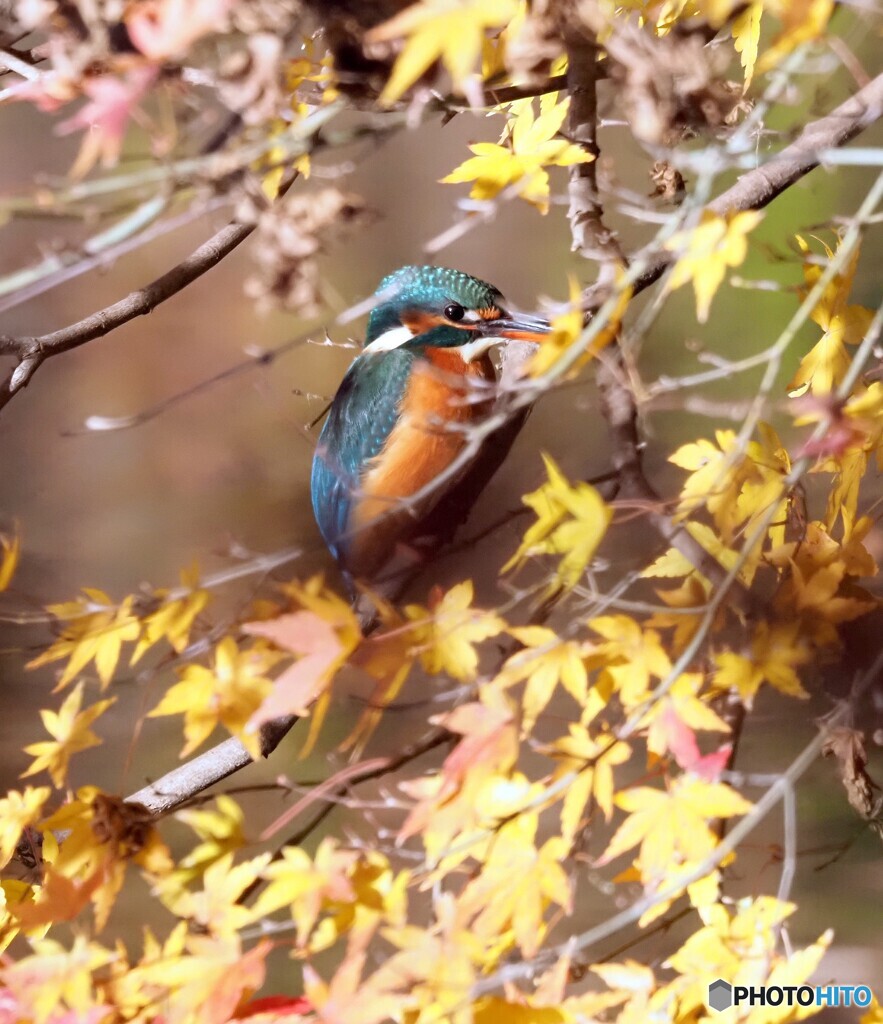 カワセミ577