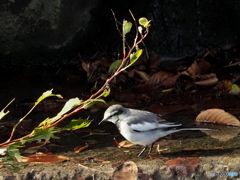 ハクセキレイ82