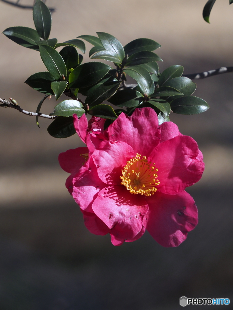 山茶花22-②