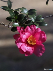 山茶花22-②