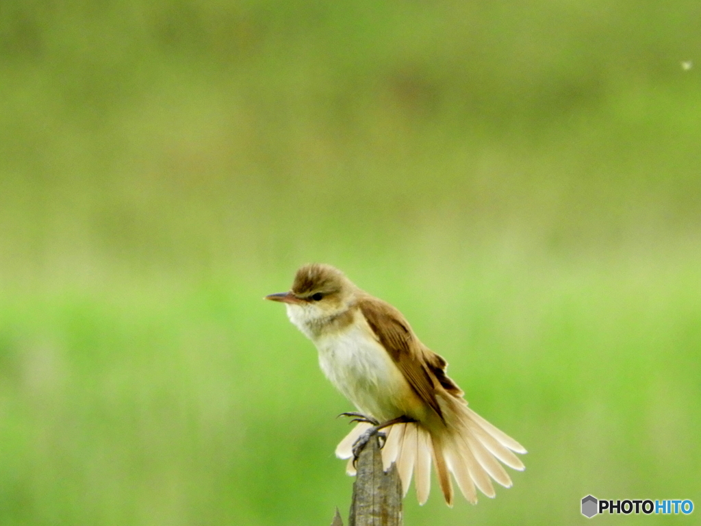 オオヨシキリ38