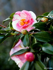 山茶花20-②