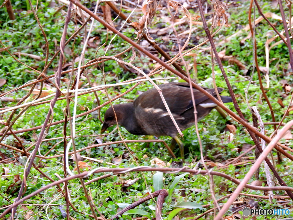 クイナの一種か？