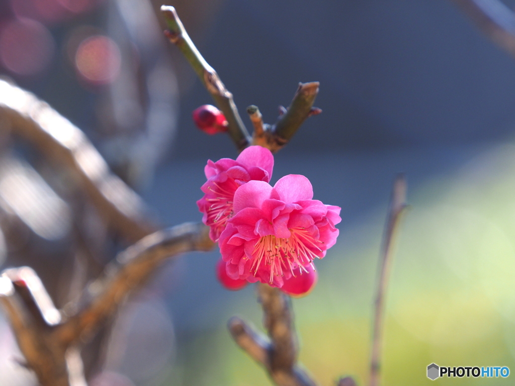 紅梅23-④