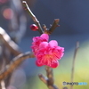 紅梅23-④