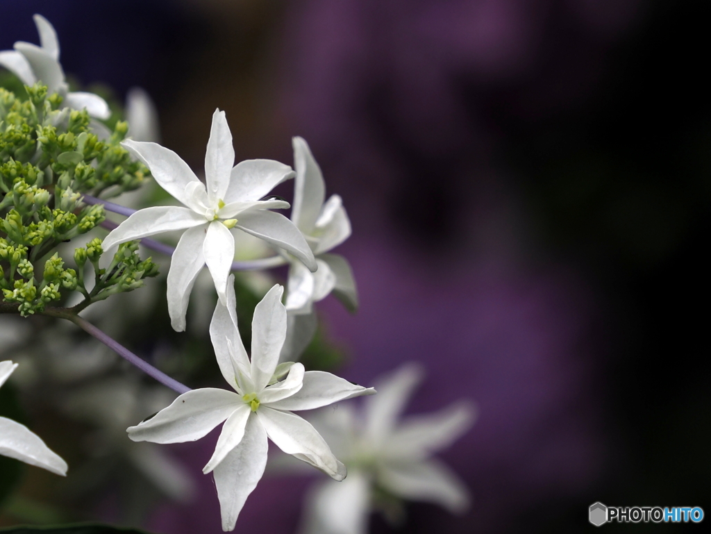 紫陽花23-14