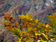 紅葉05