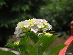 紫陽花25-②