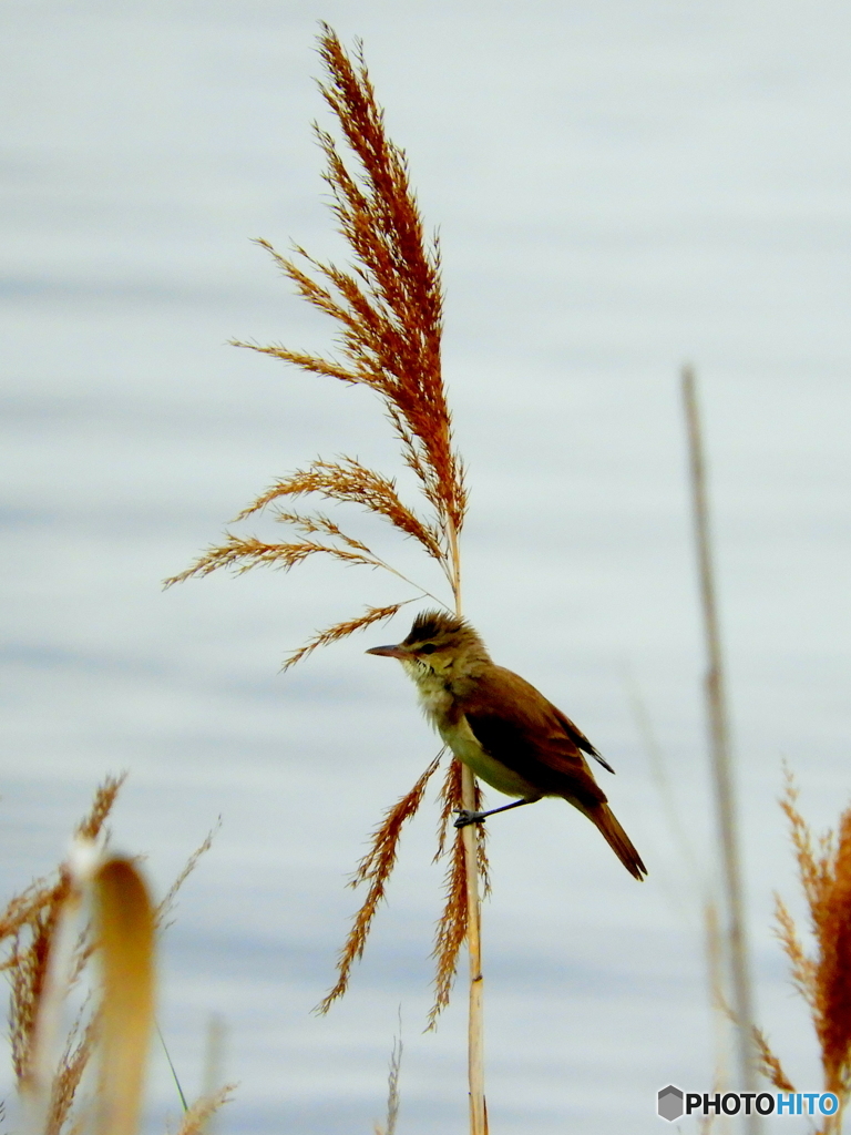 オオヨシキリ32