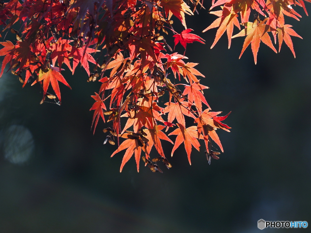 紅葉21-⑧