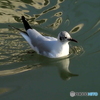 ユリカモメ49