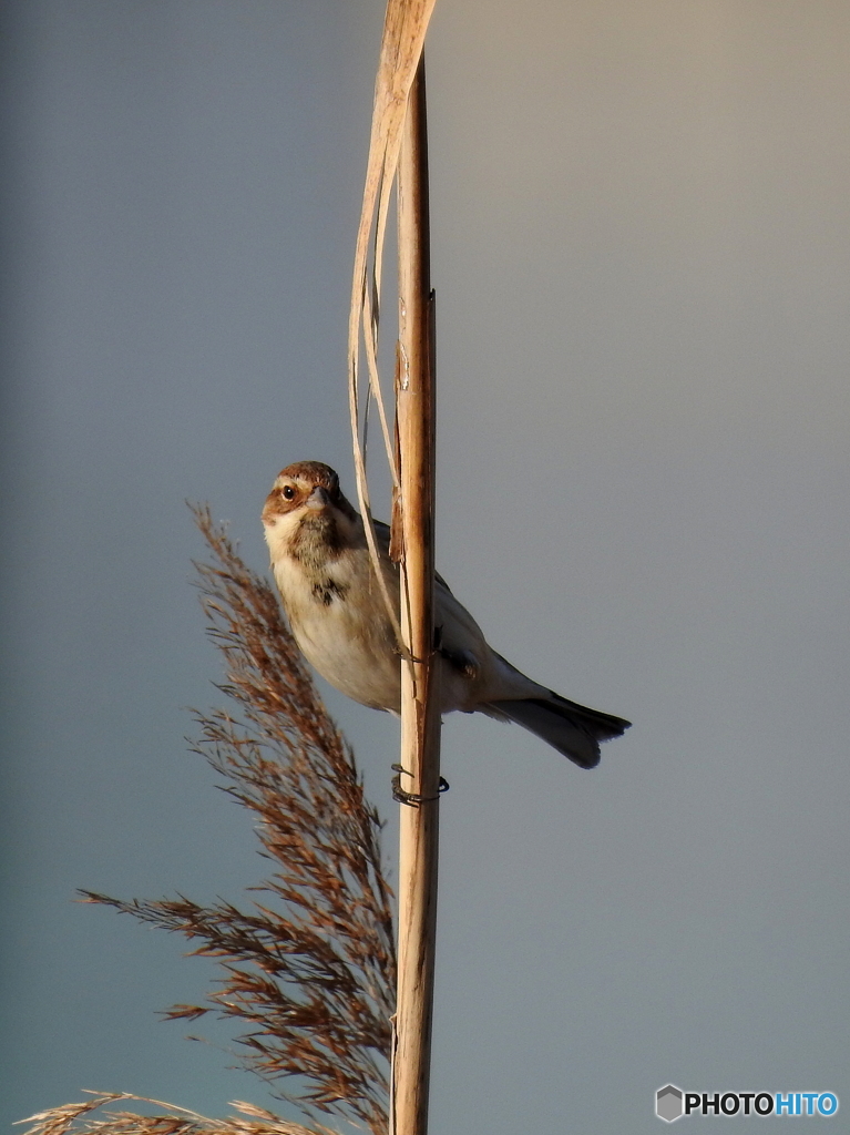 オオジュリン86