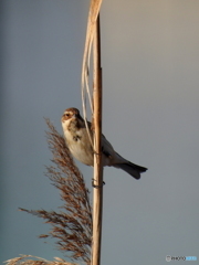 オオジュリン86