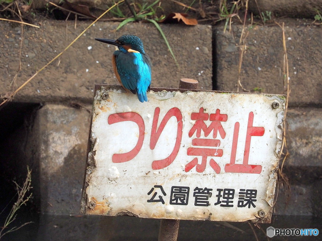 カワセミ232