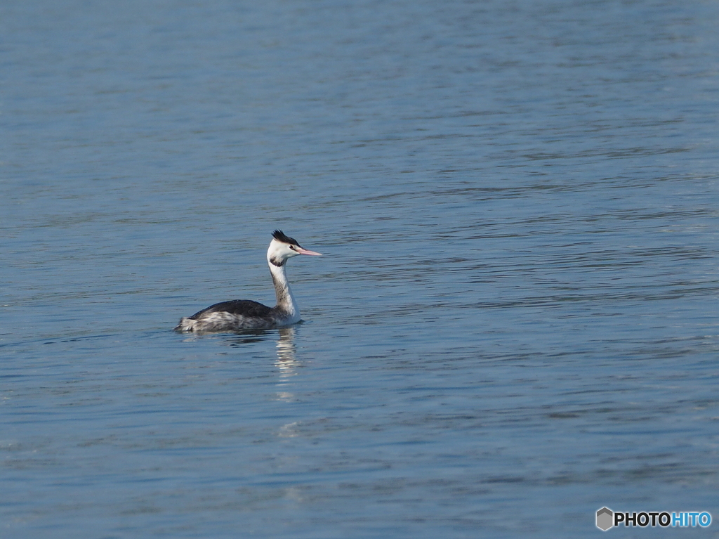 カンムリカイツブリ10