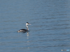 カンムリカイツブリ10