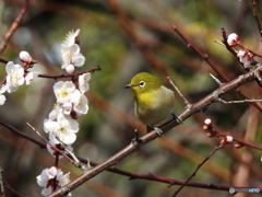 春メジロ155